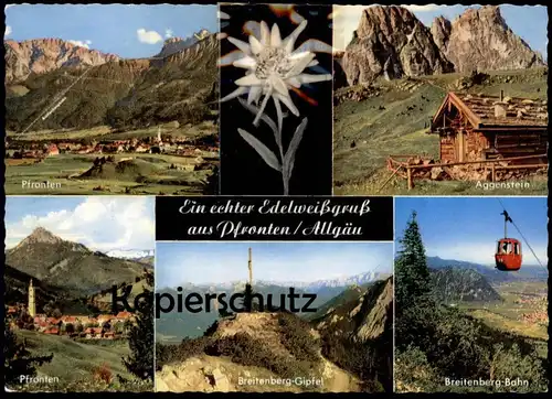 ÄLTERE POSTKARTE PFRONTEN EIN ECHTER EDELWEISSGRUSS EDELWEISS Blume Blüte Pflanze real flower postcard Ansichtskarte