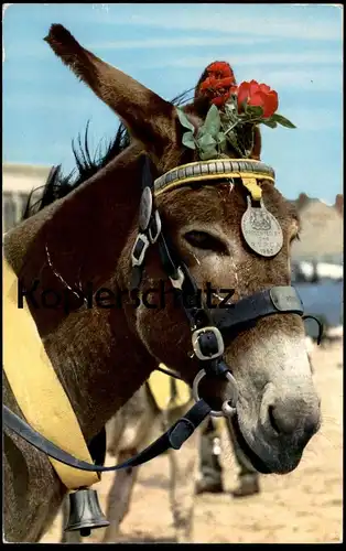 ÄLTERE POSTKARTE DONKEY PRESENTED BY RSPCA MERIT AWARD 1950 BADGE Esel ane published John Hinde Studios London postcard