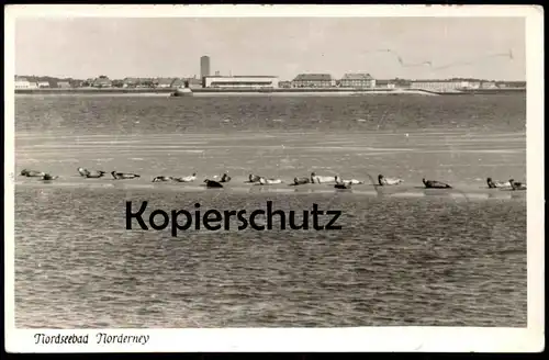 ÄLTERE POSTKARTE NORDERNEY SEEHUNDE WATTENMEER Nordsee Robbe Robben seal north sea veau marin phoque commun mer du nord