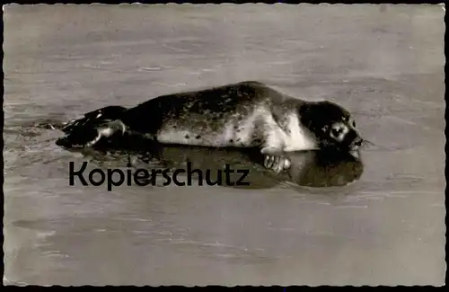 ÄLTERE POSTKARTE SEEHUND IM WATTENMEER NORDSEE STEMPEL ST. PETER-ORDING veau marin phoque commun postcard cpa AK