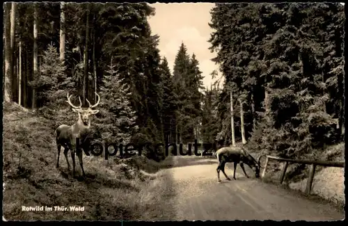 ÄLTERE POSTKARTE ROTWILD IM THÜRINGER WALD HIRSCH REH DEER CHEVREUIL Wild Thüringen postcard cpa Ansichtskarte AK