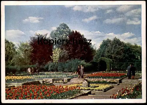 ÄLTERE POSTKARTE GRUGA ESSEN SONDERGARTEN IM BOTANISCHEN GARTEN Garden Jardin Tulpe Tulpen Flower Flowers Tulipe Tulip