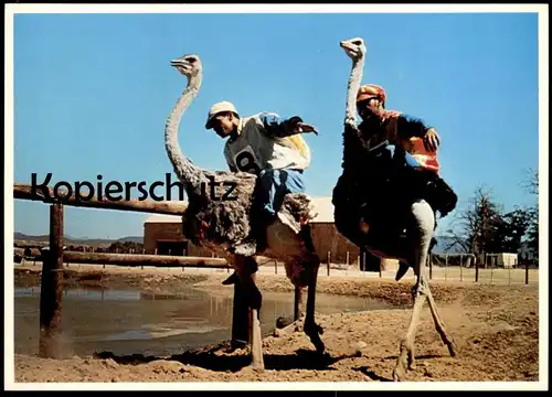 ÄLTERE POSTKARTE STRAUSSENRENNEN OSTRICH RACING OUDTSHOORN CAPE Kaap Volstruis-resies autruche Vogel Strauss postcard