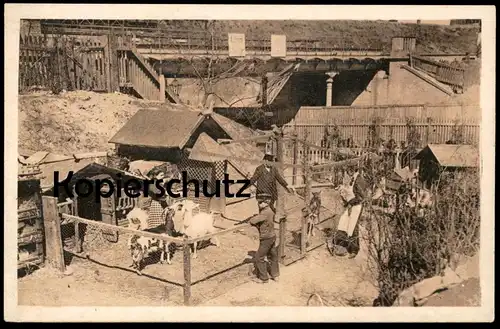 ALTE POSTKARTE BERLINER TYPEN LAUBENKOLONIE Ziege Berlin Schrebergarten goat allotment jardin familial cpa postcard AK