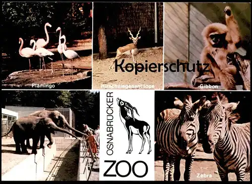 ÄLTERE POSTKARTE OSNABRÜCK OSNABRÜCKER ZOO ELEFANTEN ZEBRA elephant Elefant elephants tusker Ansichtskarte postcard cpa