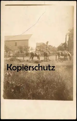 ALTE FOTO POSTKARTE WILSLEBEN HÄUSER UND PFERDE AUF EINER KOPPEL ASCHERSLEBEN AK Ansichtskarte postcard cpa photo