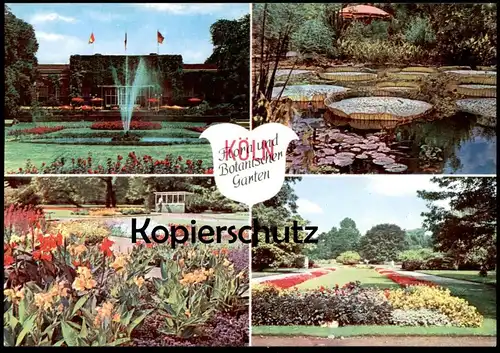 ÄLTERE POSTKARTE KÖLN FLORA UND BOTANISCHER GARTEN SEEROSE SEEROSEN Park parc Ansichtskarte AK cpa postcard