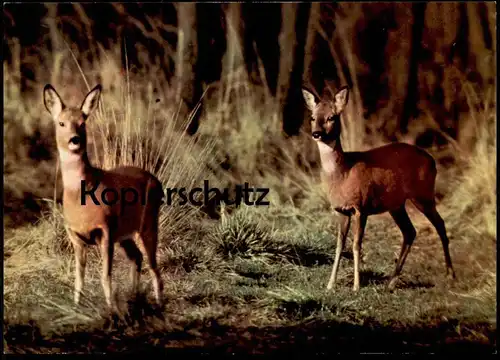 ÄLTERE POSTKARTE BELAUSCHTE NATUR REH HIRSCH Rehe Hirsche Roe fallow deer daim chevreuil cerf cpa Ansichtskarte postcard