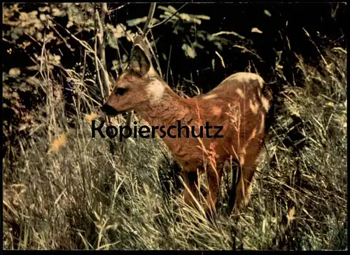 ÄLTERE POSTKARTE REHKITZ BELAUSCHTE NATUR REH HIRSCH Roe fallow deer daim chevreuil cerf cpa AK Ansichtskarte postcard