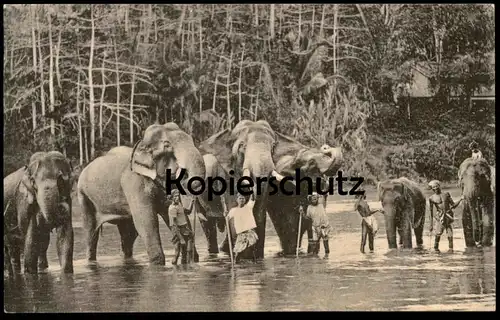 ALTE POSTKARTE TEMPLE ELEPHANTS AT KATUGASTOTA RIVER CEYLON ELEFANT ELEPHANT TUSKER STOSSZAHN Ansichtskarte postcard cpa