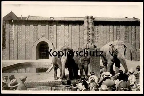 ALTE POSTKARTE ZOO LEIPZIG TIERPARK ELEFANTEN M. PLANSCHBECKEN ELEFANT JARDIN ZOOLOGIQUE PARQUE ELEPHANT Elefante Tusker