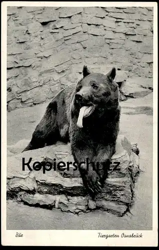 ÄLTERE POSTKARTE OSNABRÜCK TIERGARTEN OSNABRÜCKER ZOO BÄR Braunbär ours bear Ansichtskarte AK cpa postcard