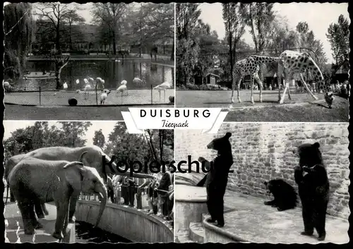 ÄLTERE POSTKARTE DUISBURG TIERPARK ZOO BÄR FLAMINGO GIRAFFE ELEFANTEN ELEFANT JARDIN ZOOLOGIQUE PARQUE ELEPHANT Tusker