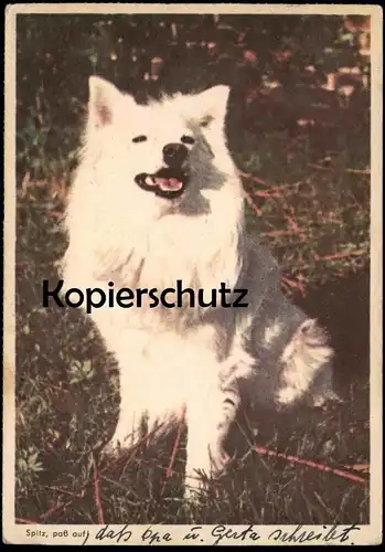 ÄLTERE POSTKARTE SPITZ PASS AUF HUND IGESSO KAFFEE J. G. STROTHOFF BREMEN german spitz dog chien Ansichtskarte postcard