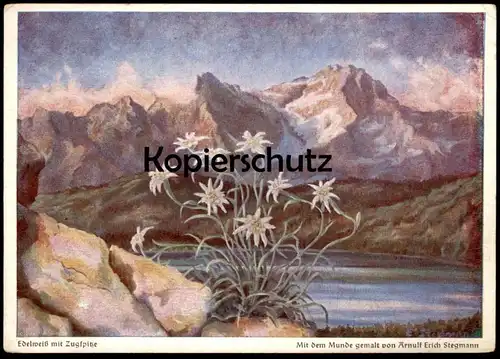 ÄLTERE POSTKARTE EDELWEISS MIT ZUGSPITZE ARNULF ERICH STEGMANN MIT DEM MUNDE GEMALT Alpen Ansichtskarte cpa postcard AK