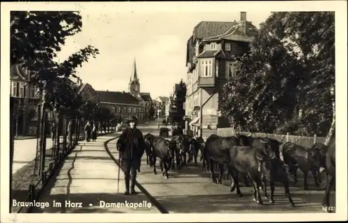 Ak Braunlage im Oberharz, Damenkapelle, Viehtrieb durch den Ort