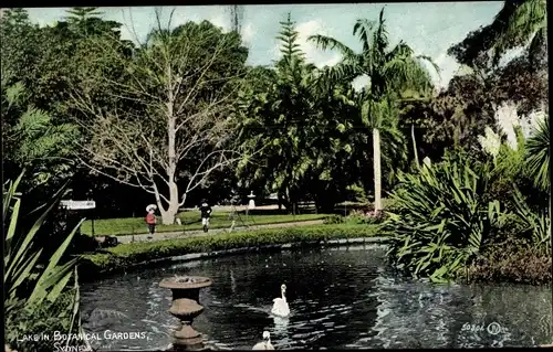 Ak Sydney Australien, Lake in Botanical Gardens