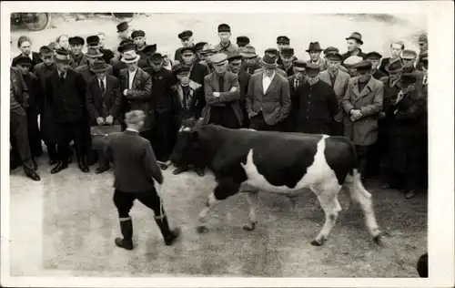 Foto Ak Callenberg in Sachsen, BSS Callenberg, Vorführung von Bullen, Besucher