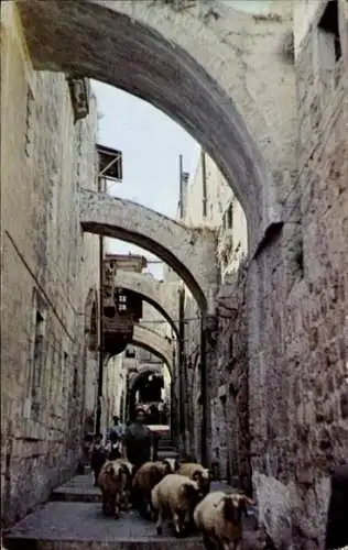 Ak Jerusalem Israel, Schafhirte treibt Herde durch die Gasse