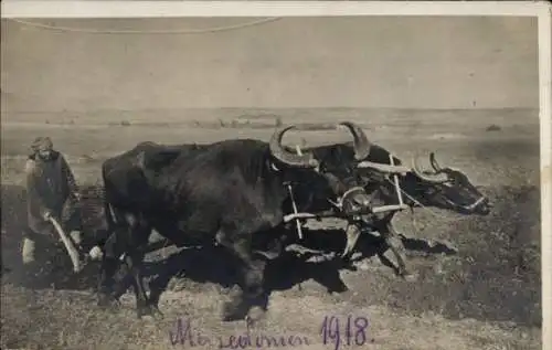 Foto Ak Skopje Üsküb Mazedonien, Ochsenpflug