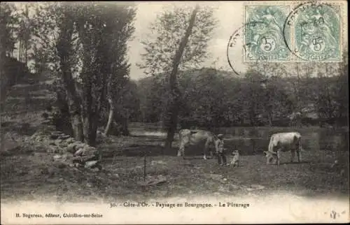 Ak Côte d’Or, Paysage en Bourgogne, Le Paturage