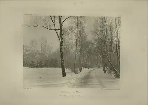 Berlin Tiergarten. - Rau, Otto: Aus dem Berliner Thiergarten. Blatt 15.: Birkenstand im Winter. Photographisches Studienblatt. 