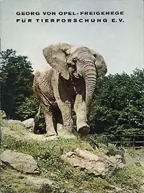 Zooführer (Elefant),(Chio Chips Werbung vorn). 