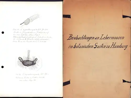 Abbildungen aus: Beobachtungen an Lebermoosen im botanischen Garten zu Hamburg. aus dem Nachlasse des Prof. Dr. Zacharias hrsg. von R[udolf] Timm, Hamburg [mit handschriftlichen Beschreibungen]. 