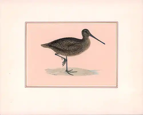 Sabine's snipe [Sumpfschnepfe]. Kolorierter Holzschnitt. 