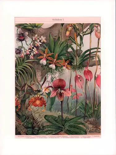 Orchideen. Farbige Chromolithographie mit 10 Orchideenarten. 