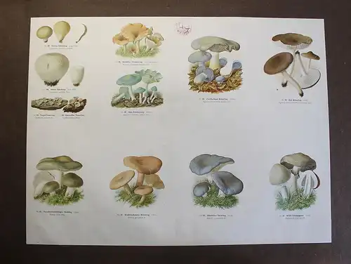 Große Tafel Pilze Champignon Stäubling Täubling um 1920 ca.65x48 cm Mykologie xz