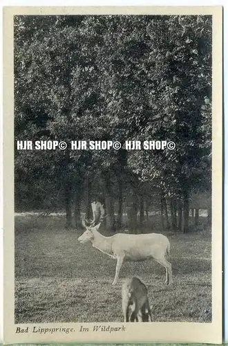 „ Bad Lippspringe, Im Wildpark“   um 1920/1930,  Ansichtskarte, ungebrauchte Karte