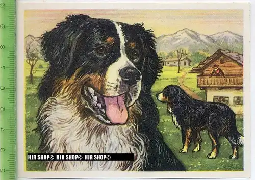 Der Berner Sennenhund oder Dürbächler, c 42 Austria-Bildwerk, Kamerad Hund, Serie II: Schäfer und Hirtenhunde.