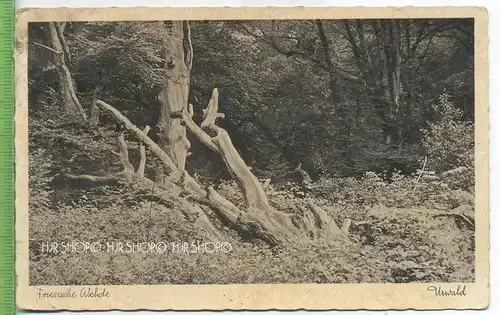 Friesische Wehde, Urwald,  um 1920/1930 Verlag: J. W. Acquistapace, Varel i. O., Postkarte, unbenutzte Karte