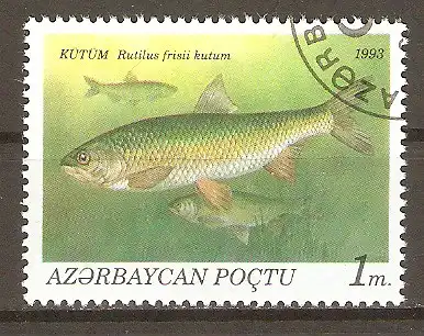 Briefmarke Aserbaidschan Mi.Nr. 100 o Kaspischer Weißfisch (Rutilus frisii kutum) #202436