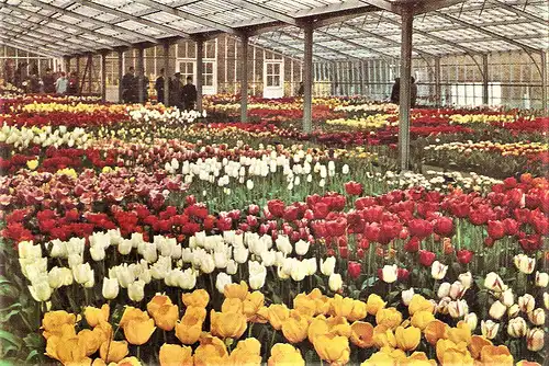 Ansichtskarte Niederlande - Lisse / Keukenhof - Treibhäuser mit Tulpen (1744)