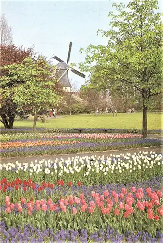 Ansichtskarte Niederlande - Lisse / Keukenhof - Windmühle mit Tulpenfeldern (1747)