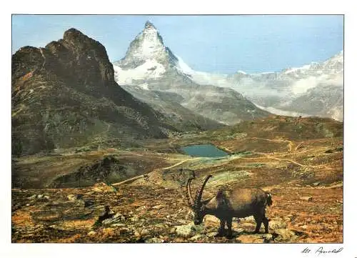 Ansichtskarte Schweiz - Riffelsee mit Steinbock (2594)