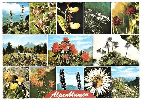 Ansichtskarte Deutschland - Alpenblumen - Gelber Enzian, Türkenbund, Frauenschuh, Edelweiß, Brändele, Enzian, Alpenrosen, Soldanelle, Aurikel, Bergmännle, Eisenhut, Silberdistel, Bergastern (1718)