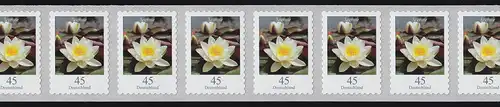 3376 Seerose 45 Cent sk 11er-Übergang 2/3-stellig 95-100-105, **