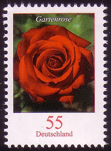 2669 Blume 55 C Gartenrose **