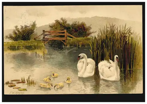 Tiere-AK Vögel - Schwanen-Paar mit Brut im Teich, gelaufen 1910