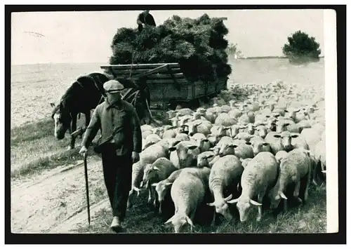 Foto-AK Heimwärts - Bild aus der Grenzmark: Schafherde und Pferdewagen, 18.1.39