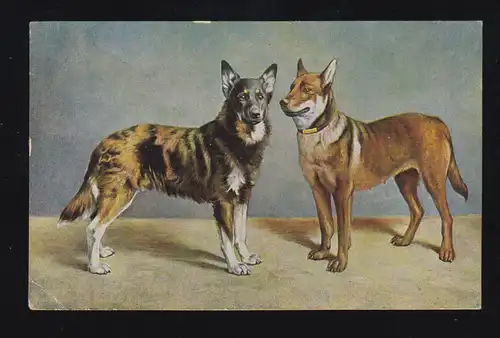 Animaux-AK Chiens-couple, DORTMUND 1934