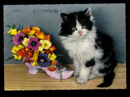 Animaux-AK Chat noir blanc avec fleurs en chaussure en porcelaine, RENSBURG 7.11.1967