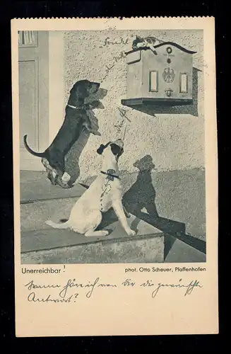 Animaux AK: Inaccessibles! Chiens étonnamment émerveillés - Chat sur la boîte aux lettres, 1938