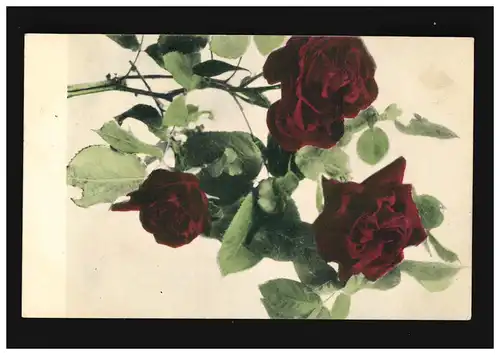 AK Blumen dunkelrote Rose Zweig Blätter Serie 155, Hamburg 24.7.1907