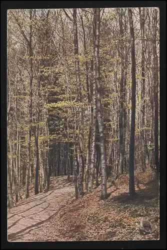 Farb-Foto AK Wald Frühling frisches Grün HVB Verlag BURKHARDTSDORF 12.7.1918