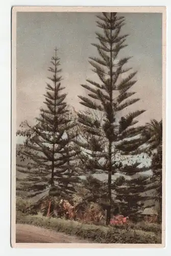 Araucaria imbricata, die echte Schuppentanne, der eigenartige Tannenbaum Afrikas