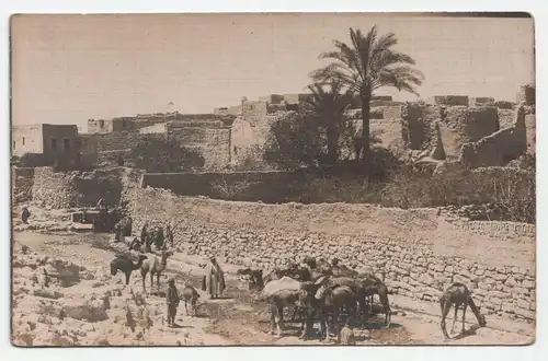 Naher Osten, Kamele, alte Postkarte